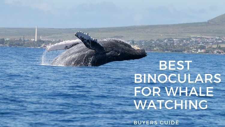 Best Binoculars For Whale Watching From Land or Shore